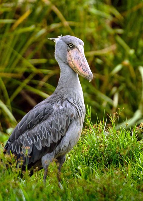 shoebill price